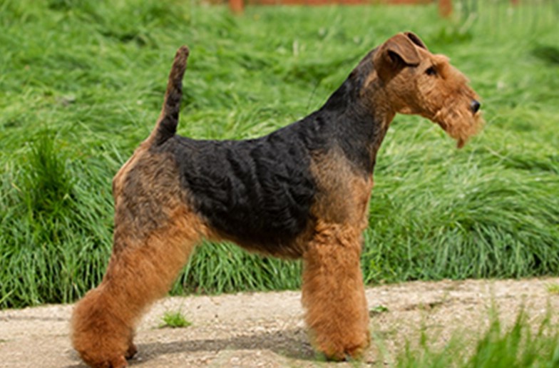 Welsh Terrier Puppies For Sale