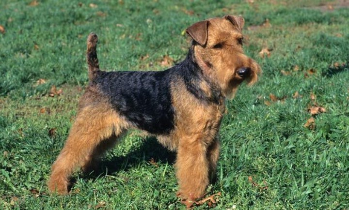 Welsh Terrier Puppies