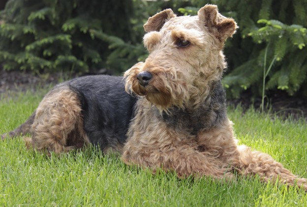 Welsh Terrier Rescue