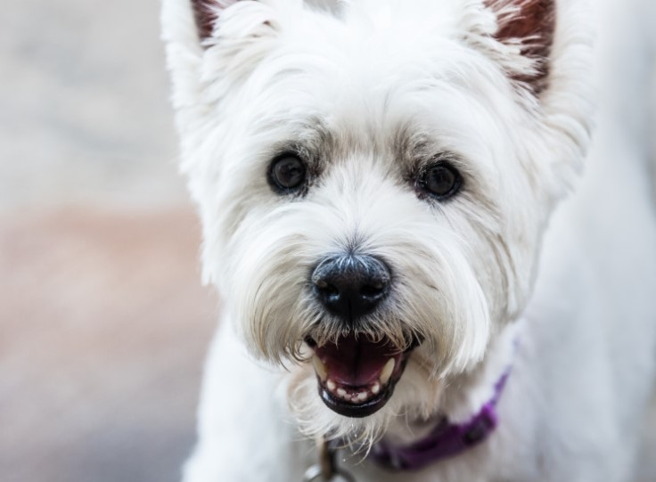 West Highland Terrier Rescue