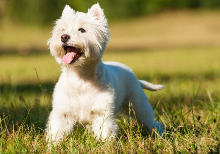 West Highland White Terrier Price