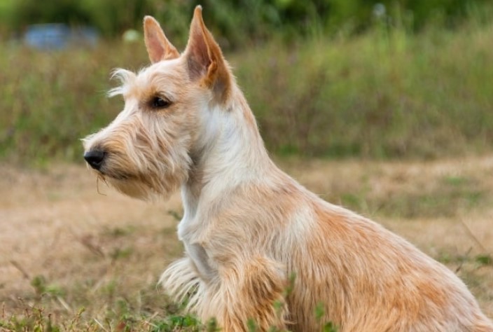 Wheaten Scottish Terrier