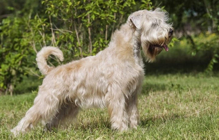 Wheaten Terrier Adoption