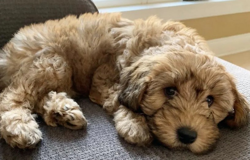 Wheaten Terrier Mix