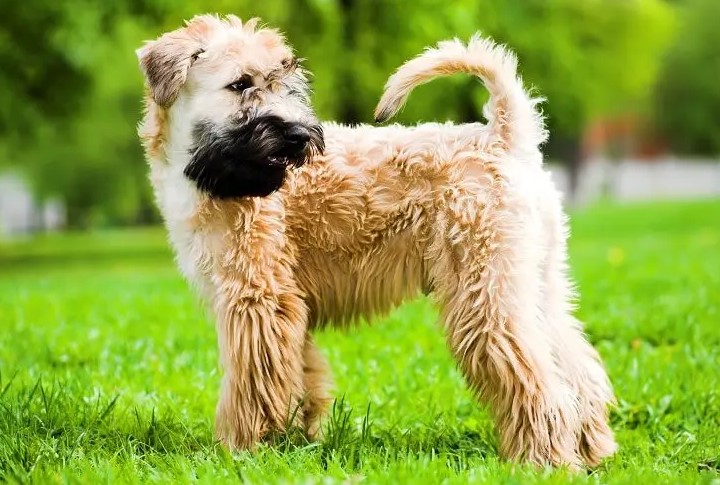 Wheaten Terrier Poodle Mix