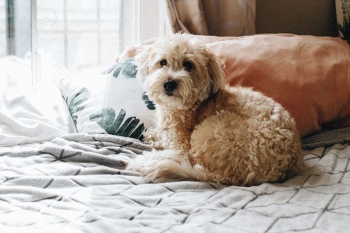 Wheaten Terrier Poodle