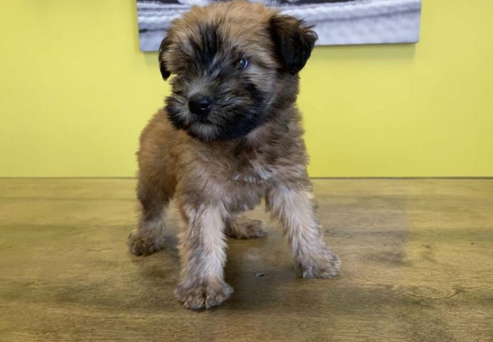 Wheaten Terrier Puppies For Sale