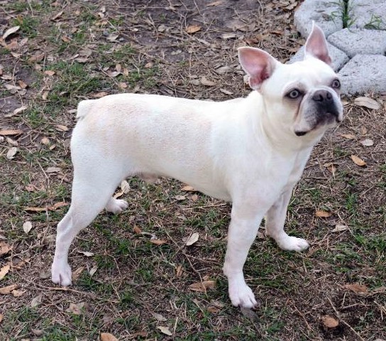 White Boston Terrier