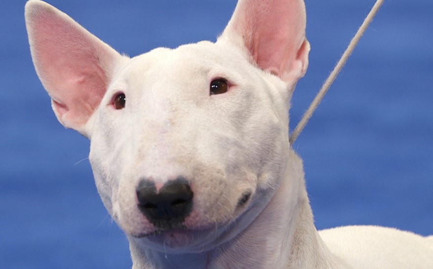 White Bull Terrier