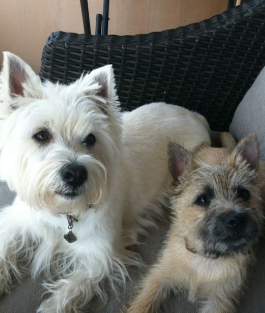 White Cairn Terrier