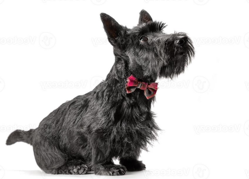 White Scottish Terrier