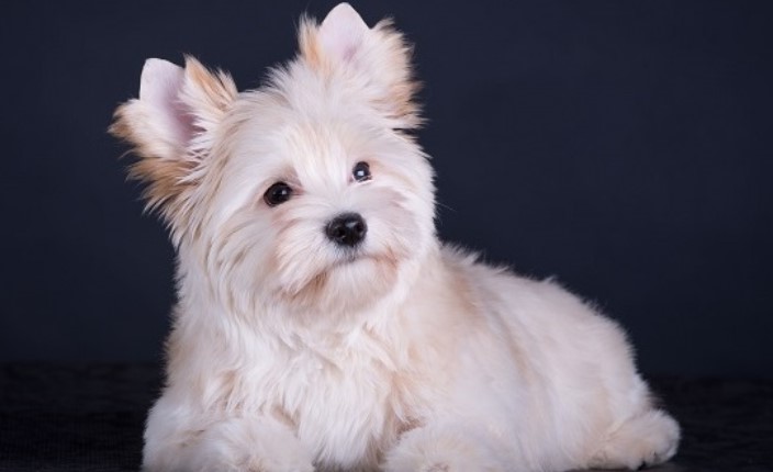 White Yorkshire Terrier