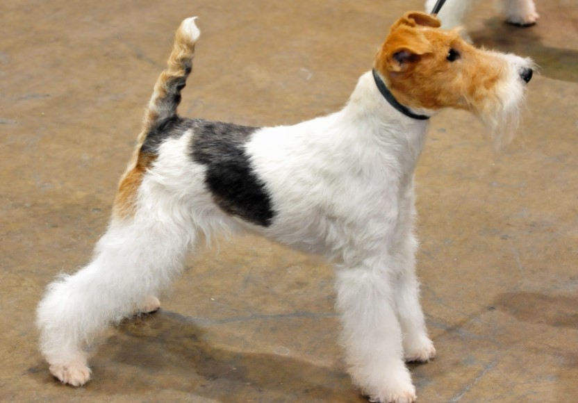 Wire Fox Terrier