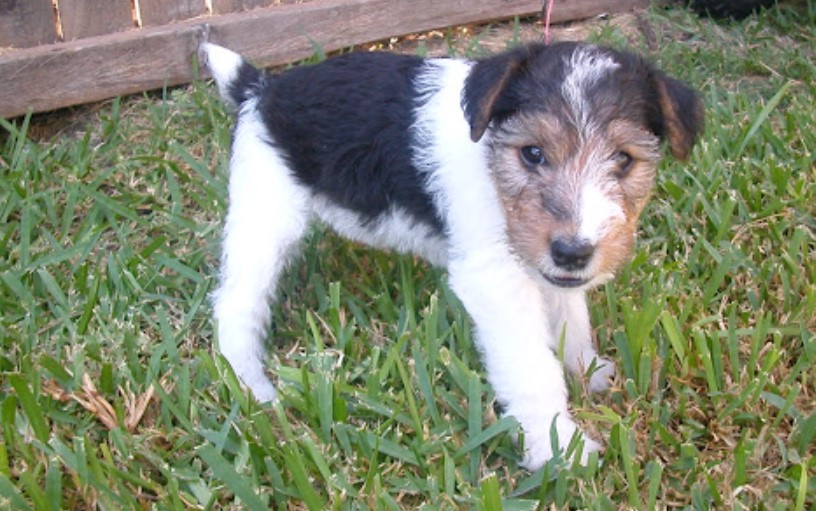 Wire Haired Fox Terrier