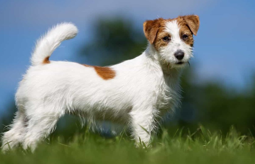 Wire Haired Jack Russell Terrier Long Hair