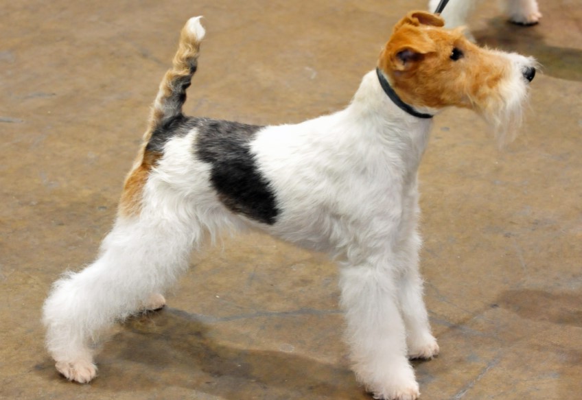 Wire Haired Rat Terrier