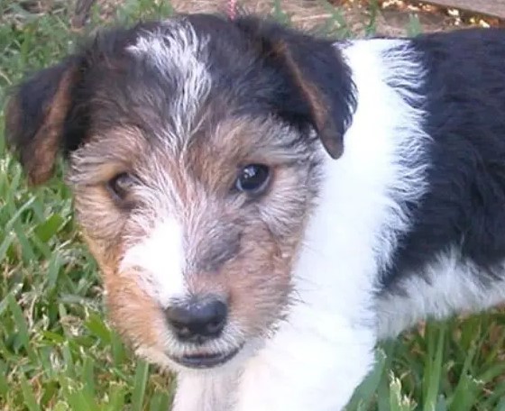 Wire Haired Terrier Mix