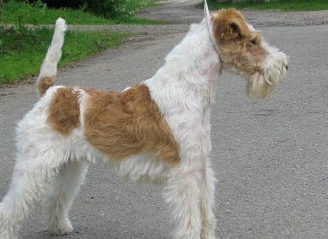 Wire Terrier