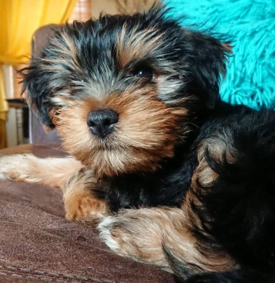 Yorkshire Terrier Boy