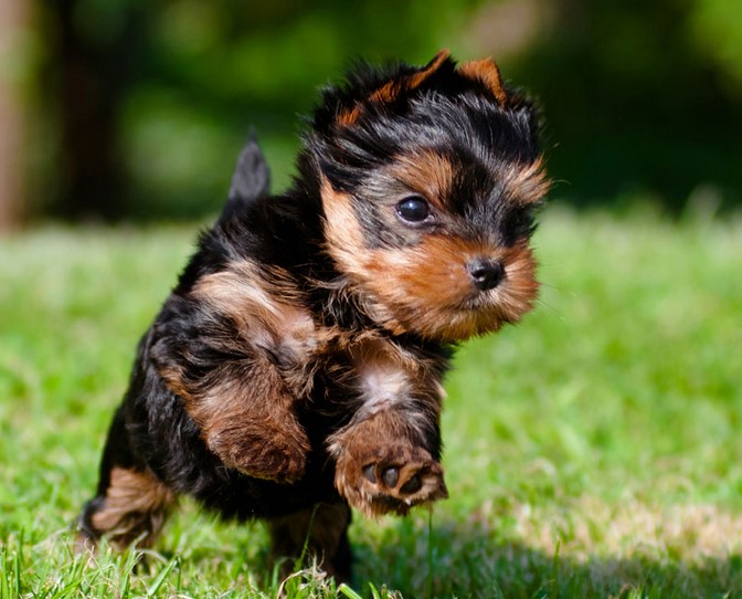 Yorkshire Terrier Breeders Near Me