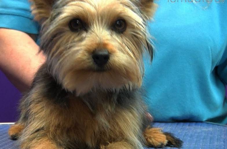 Yorkshire Terrier Haircuts