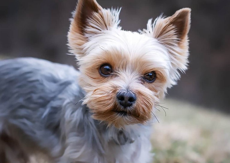 Yorkshire Terrier Hypoallergenic