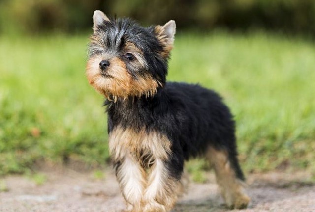 Yorkshire Terrier Price