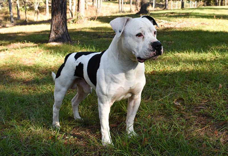 American Bulldog Boston Terrier Mix