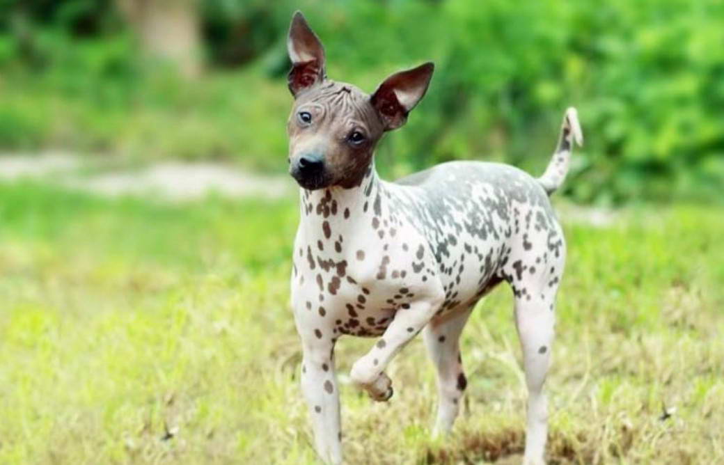 American Hairless Terrier Price