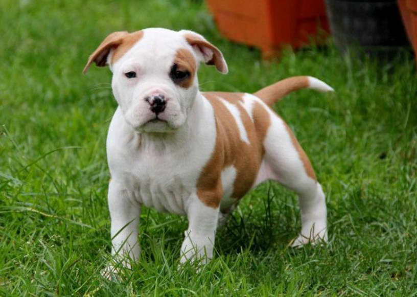 American Staffordshire Terrier Puppies Craigslist