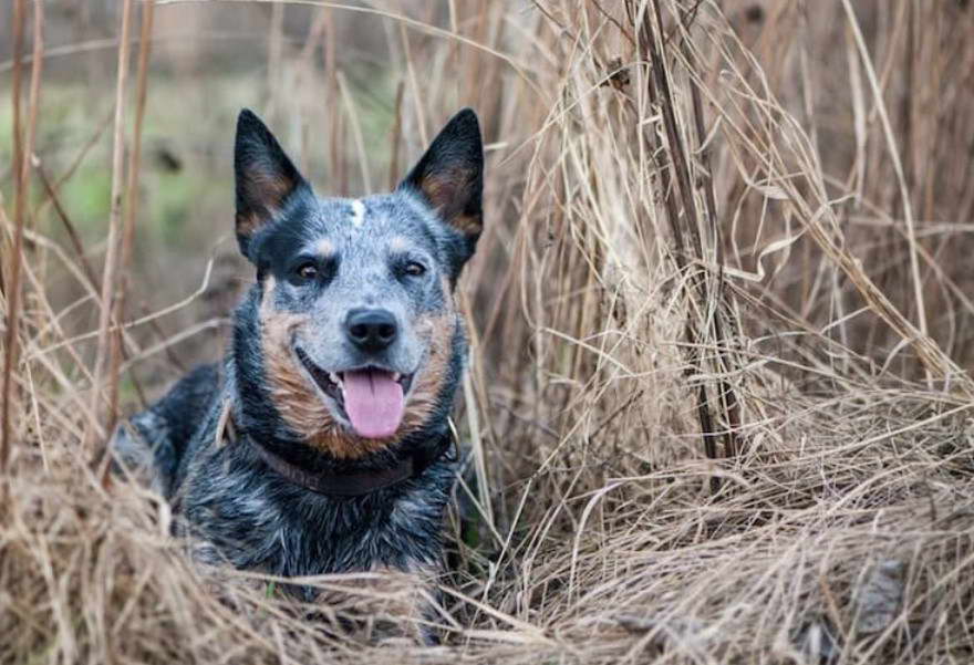 Australian Cattle Dog Terrier Mix