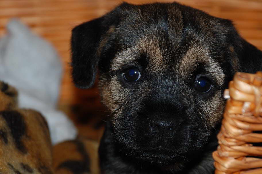 Black Border Terrier