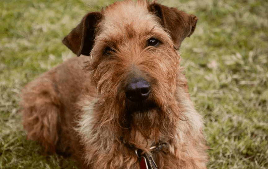 Black Irish Terrier