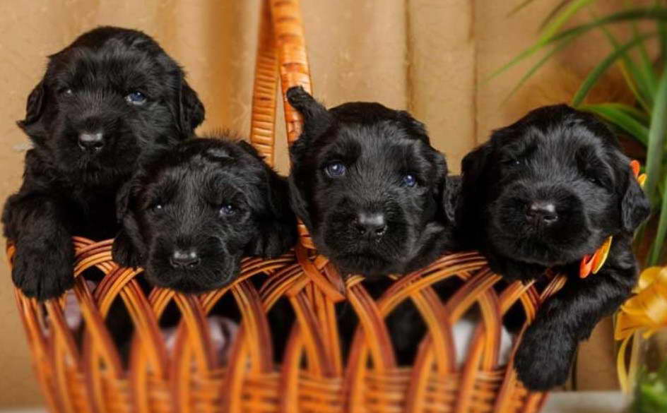 Black Russian Terrier Breeders