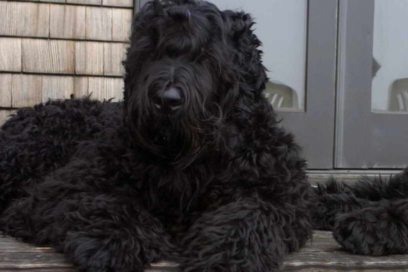 Black Russian Terrier Puppies For Sale