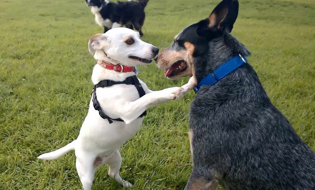 Blue Heeler Jack Russell Terrier Mix