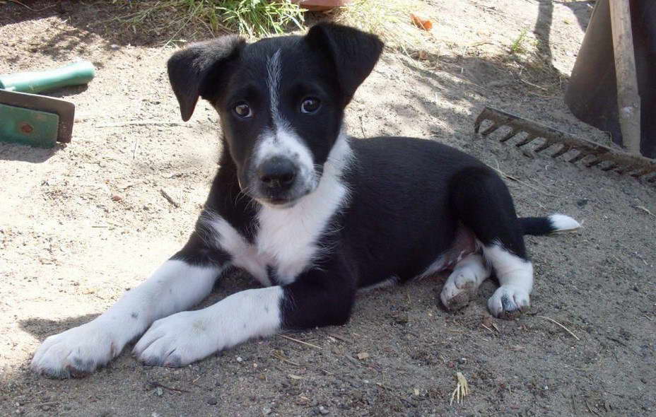 Border Collie Terrier