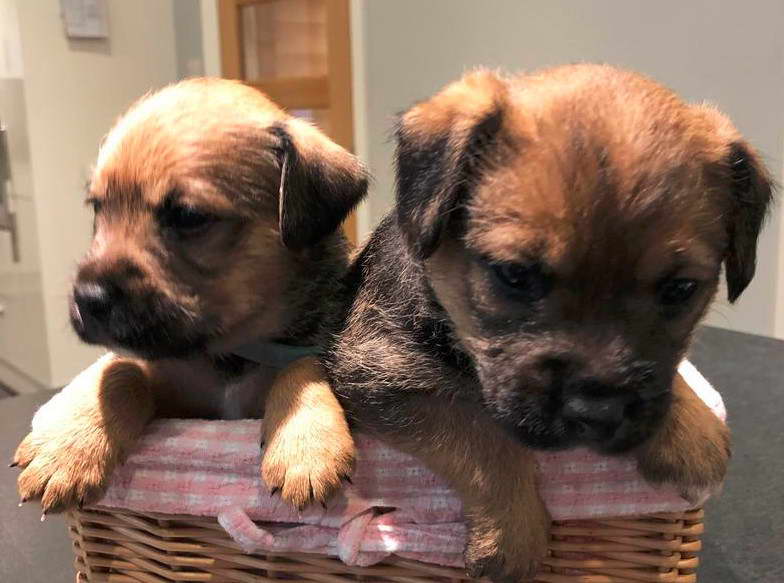 Border Terrier Jack Russell Mix