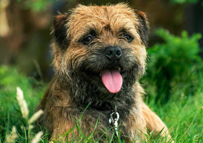 Border Terrier Poodle Mix