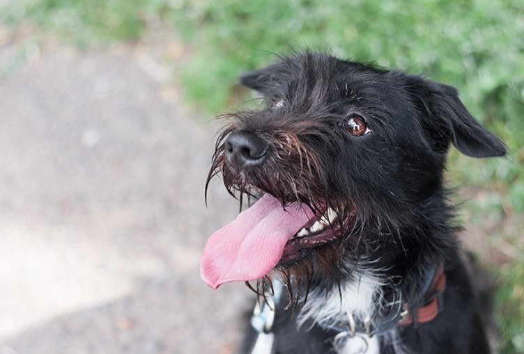 Border Terrier Schnauzer Mix