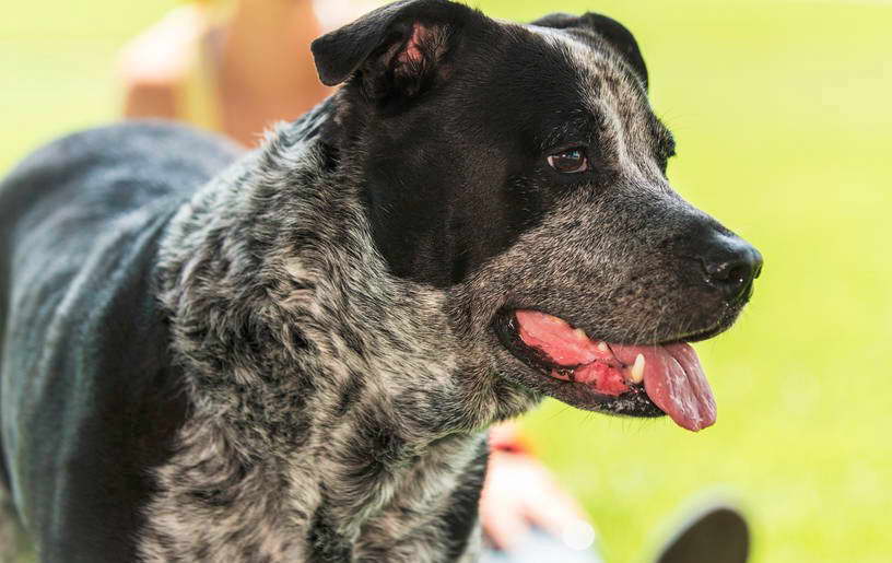 Boston Terrier Blue Heeler Mix