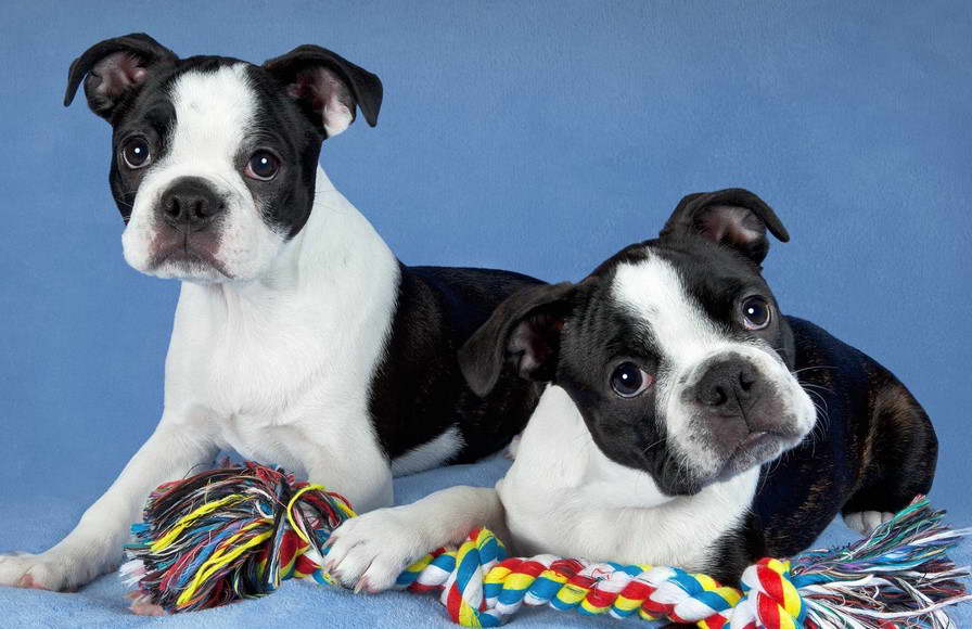 Boston Terrier Breeders Illinois