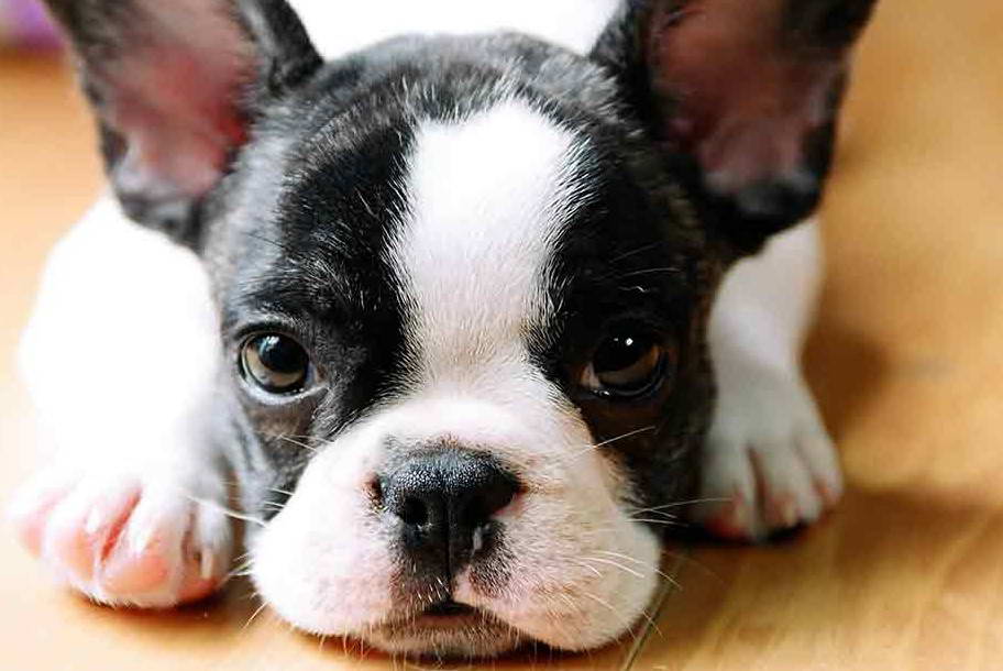 Boston Terrier Breeders Michigan