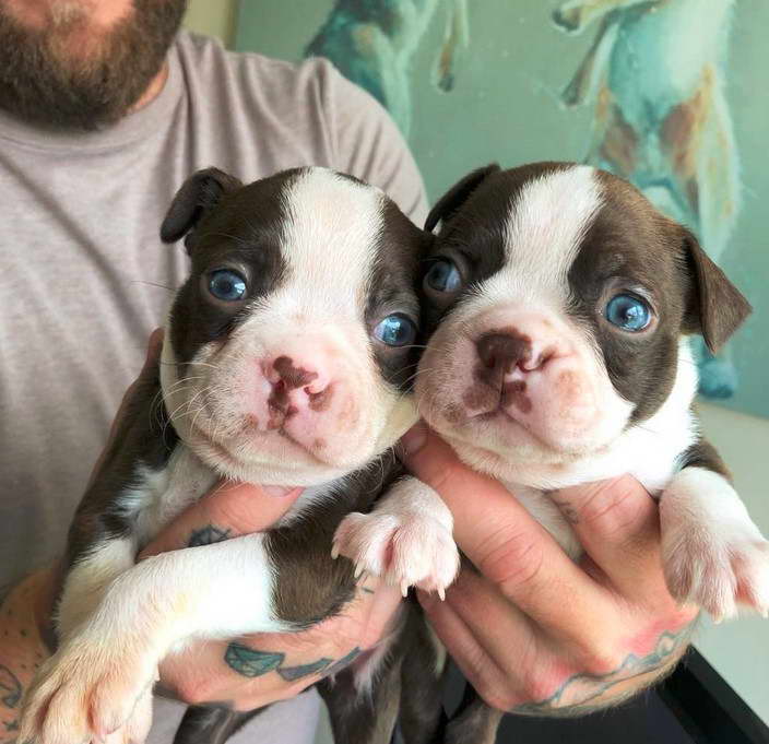 Boston Terrier Breeders Texas