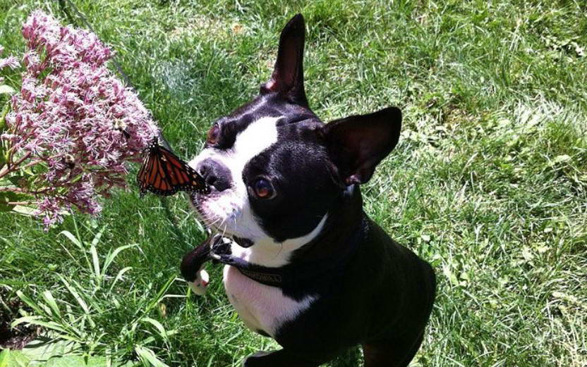 Boston Terrier Michigan