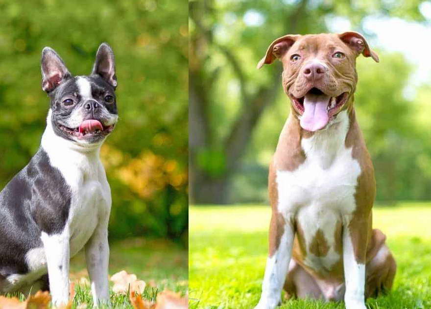 Boston Terrier Pitbull Mix Puppies