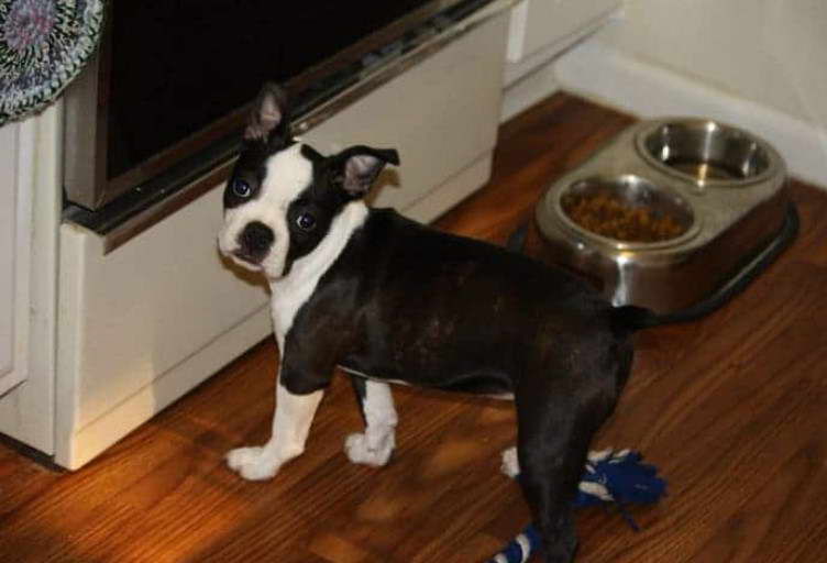 Boston Terrier Puppies Craigslist