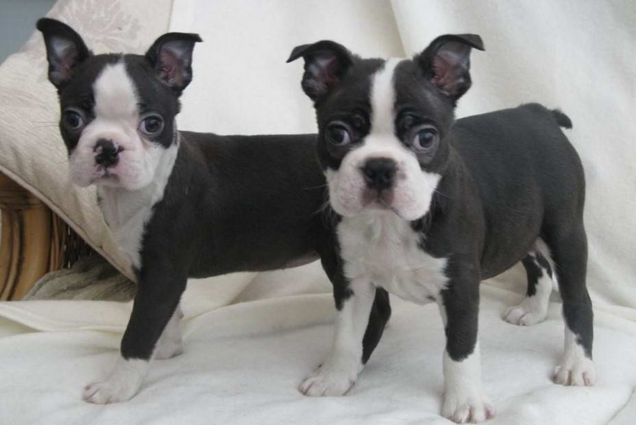 Boston Terrier Puppies Florida