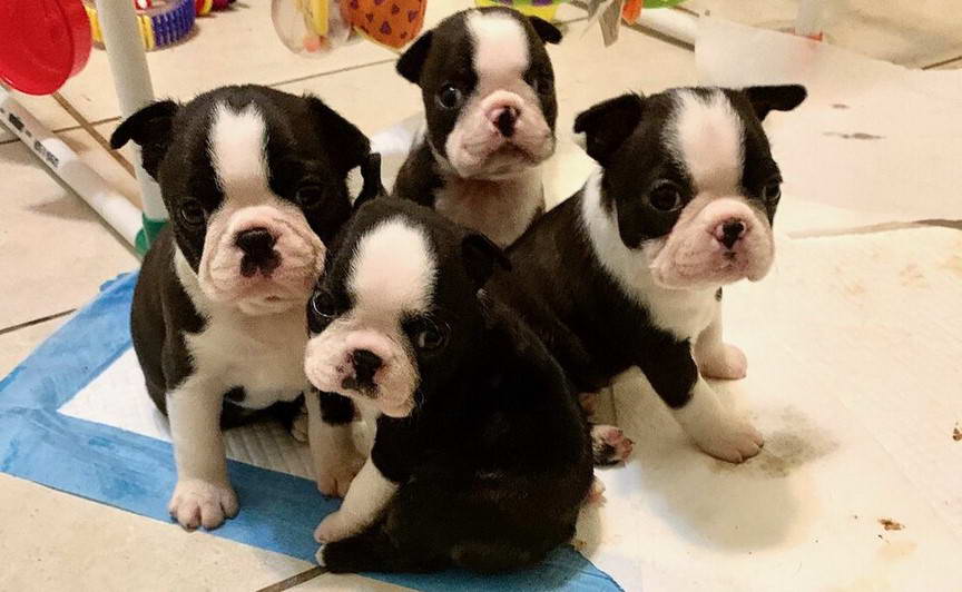 Boston Terrier Puppies For Sale In Georgia