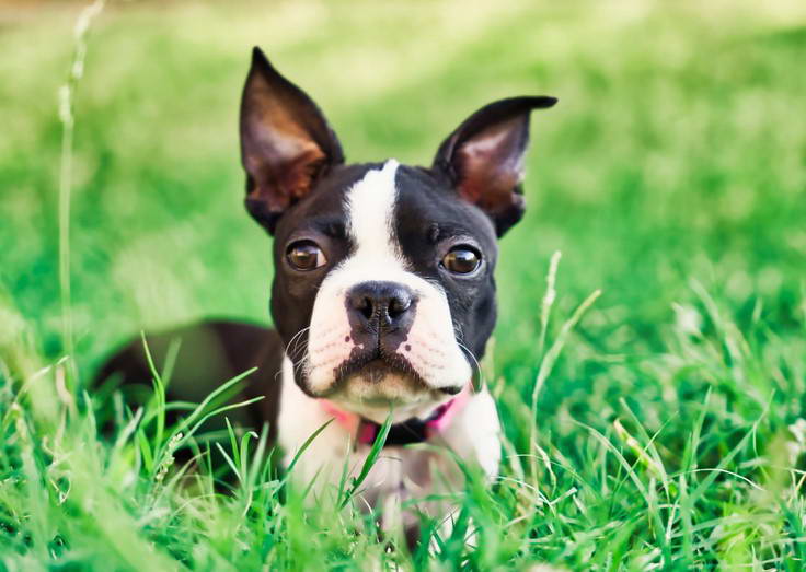 Boston Terrier Puppies Michigan